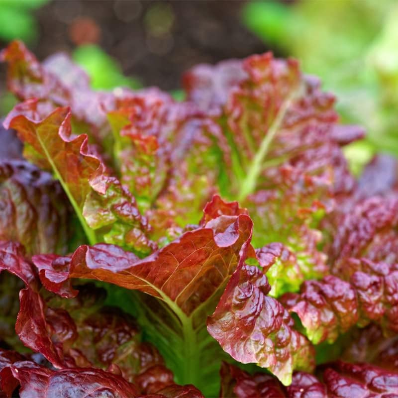 Miniatura 7 de Lechuga-Prizehead (800 semillas)