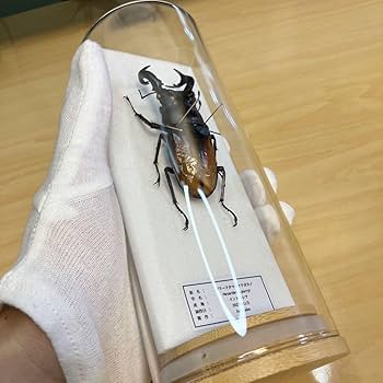 Amazon.co.jp: 昆虫標本パリーフタマタクワガタ ガラスケース