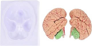 Baluue Mannequin Human Brain Model Anatomy Models: Anatomically Accurate Brain Model for Science Classroom Study Display Teaching Model Manikin Body Manikin Body