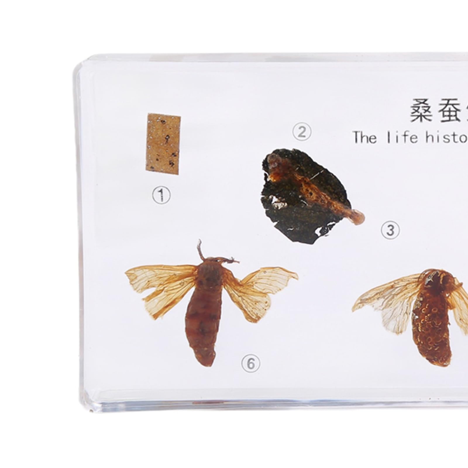 Specimen di Resina del Ciclo di Vita Reale degli Insetti, Fermapenne da Scrivania, Modelli di Tassidermia per l'Educazione Scientifica,Silkworms
