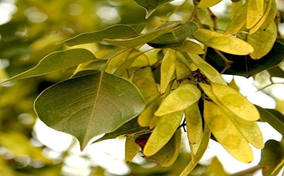 Image of Live Shisham Plant (Indian Rosewood) - Healthy, Air-Purifying Outdoor Tree