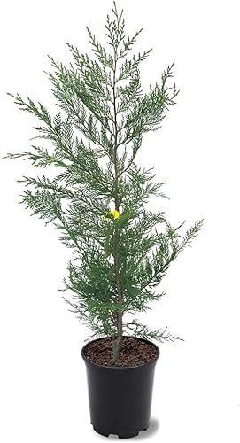 The Leyland Cypress, de crecimiento rápido, de hoja perenne, adaptable, follaje plumoso, maceta de vivero de 1 galón