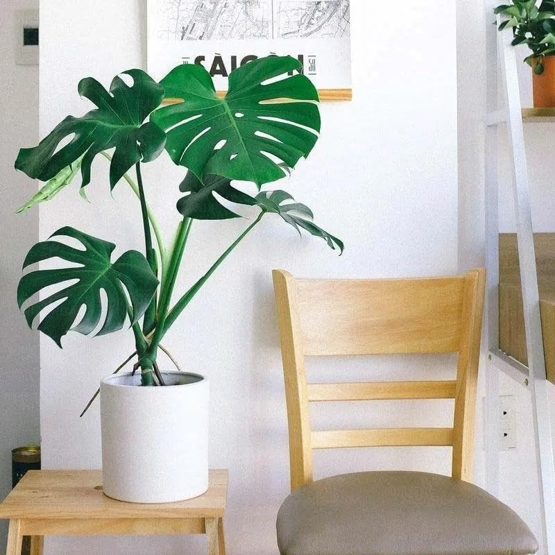 Mphmi Seedless Plant Indoor Plants Monstera deliciosa | Swiss Cheese Plant