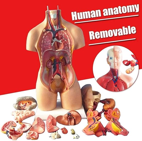 Human torso teaching tool anatomy model multi-organ unisex body skeleton life-size medical education(28cm)