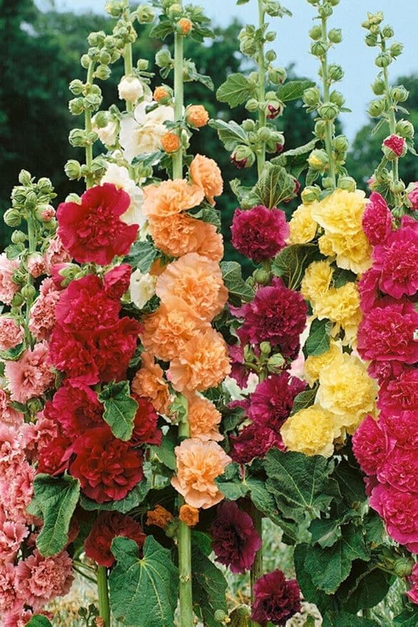 Mixed Color Hybrid Hollyhock Flower Seeds for Garden, 30 Seeds Pack, Double Blooms-image-4