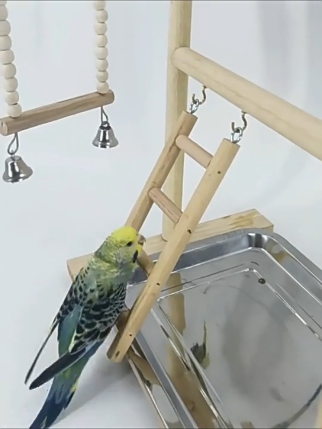 Amazon | インコ 遊び場、止まり木、二層設計、バードアスレチック