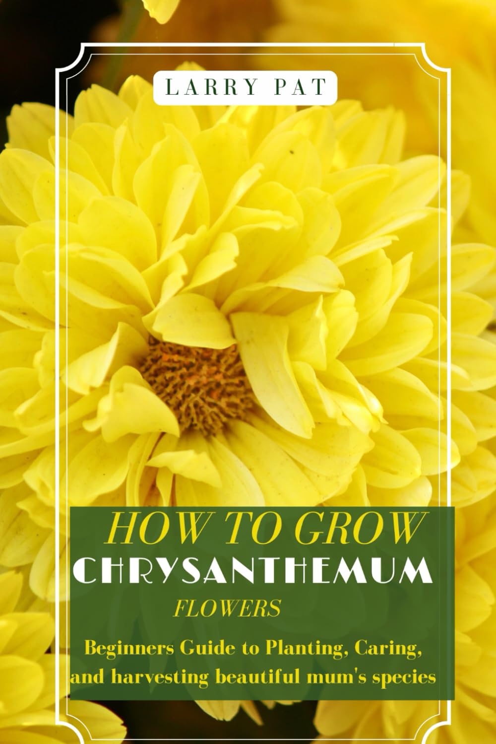 HOW TO GROW CHRYSANTHEMUM FLOWERS: Beginners guide to planting, caring and harvesting beautiful mum's species
