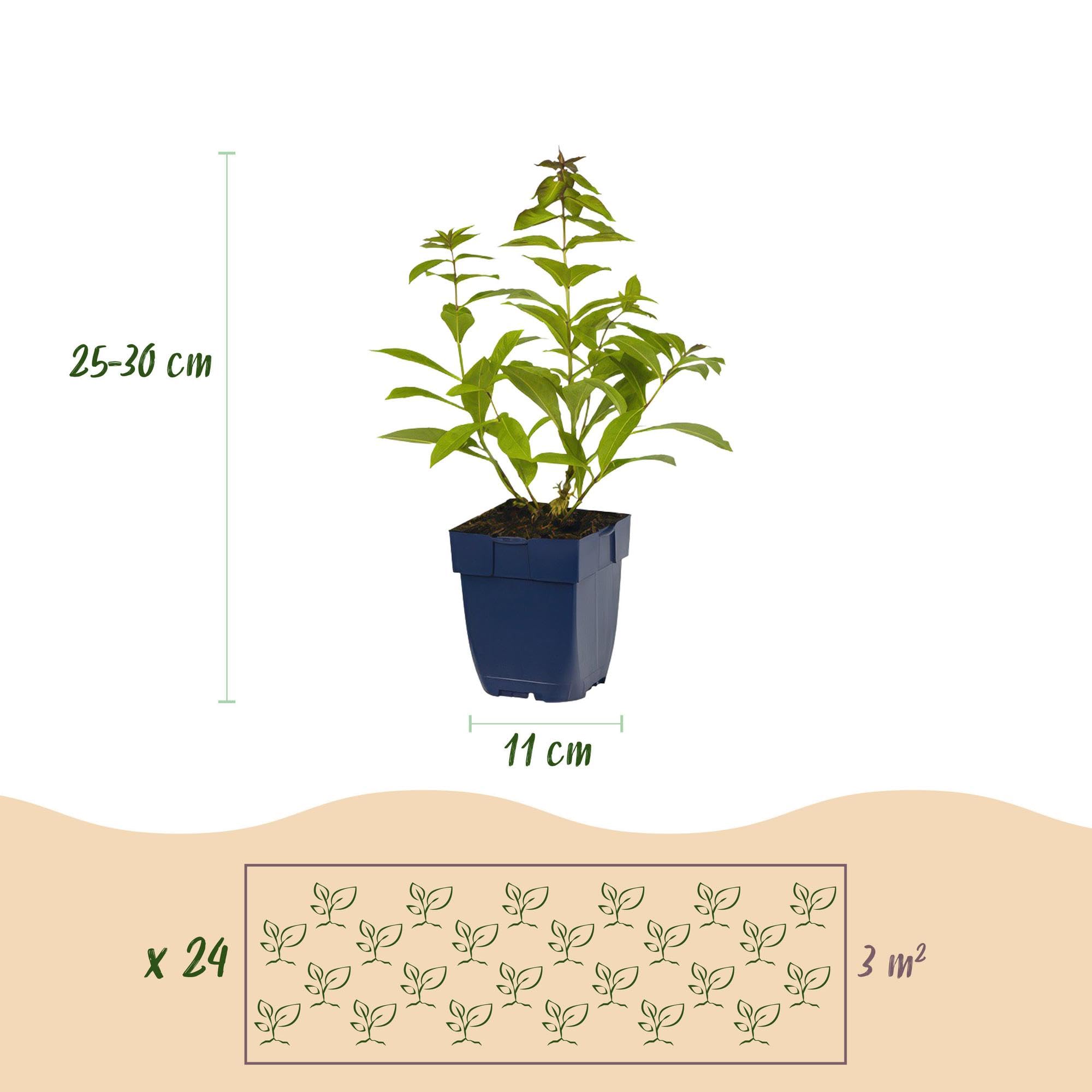 Piante Perenni Profumate da Giardino, Colori Misti, 24 Pezzi Vaso 11cm