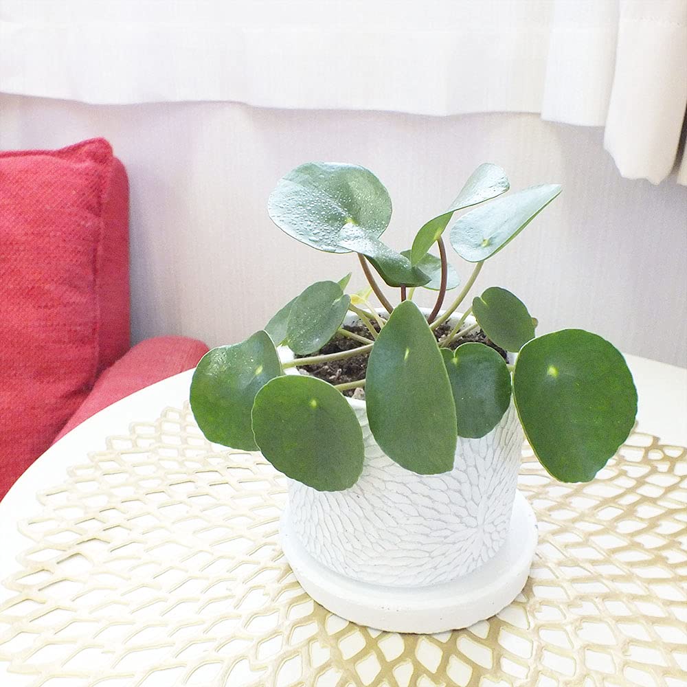 ピレア・ペペロミオイデス 白鉢 ピレア・ペペロミオイデス 白鉢 ピレア・ペペロミオイデス 'ホワイト