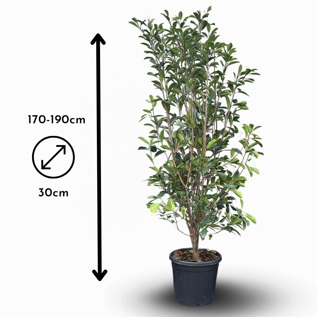 Attitude Jardin - Photinia red robin - fraseri - plantes de haies - 170-190 cm - ⌀ 30 cm - plante d'extérieur