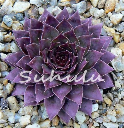 200 piezas de semillas de mezcla de suculentas para gallinas y pollitos (Sempervivum Hybridum) Bonsái Plantas de flores para jardín casero 19