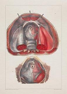 Anatomy HEAD EAR MUSCLES print SRA3 12x18 conqueror laid paper