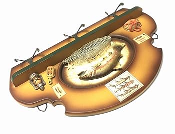 美品　剥製ブラウントラウト　魚の壁掛け　フライフィッシング　高級　インテリアに 美品 剥製ブラウントラウト 魚の壁掛け フライフィッシング 高級