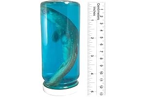 Real Shark in a Jar - Captivating Marine Specimen Taxidermy