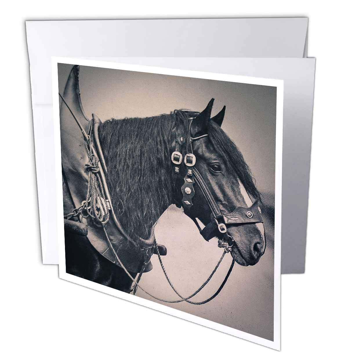 3dRose Scenes from the Past - Magic Lantern - Vintage 1890 Victorian Photo of a Draught Horse - 6 Greeting Cards with envelopes (gc_301296_1)