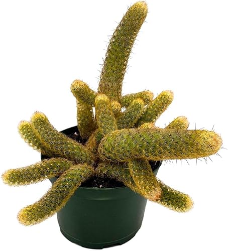 BubbleBlooms Lady Finger Cactus Copper King en una maceta de 6 pulgadas Mammillaria Elongata, Kopper Lady Fingers