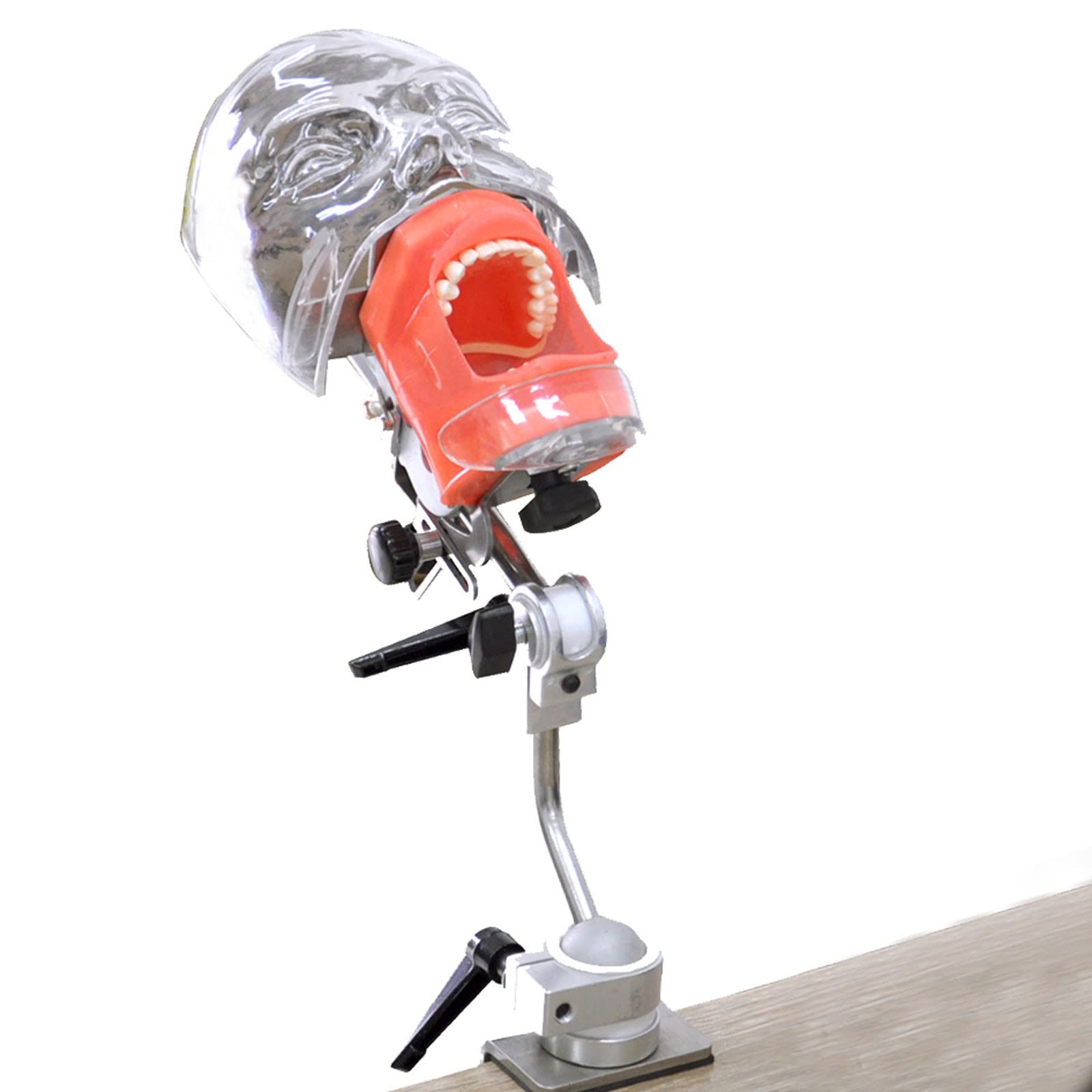 Dentalsimulator-Puppe, Abnehmbares Dentalphantomkopfmodell mit Verpackungsbox, 360 ° drehbares Dentalmodell für die Ausbildung im Unterricht, Leicht zu tragen