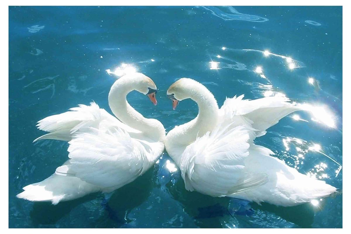 Yellow Alley Vastu Swan Love Birds Poster|Swans in Water|Nature Poster For Bedroom, Living Room, Reception Decoration|1Pc