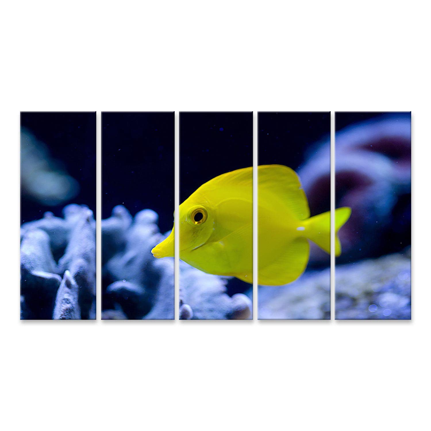 islandburner Quadro su tela Pesce mare acqua pesce giallo pesce esotico pesce acquario giallo Oz animali paesaggi immagini murali poster