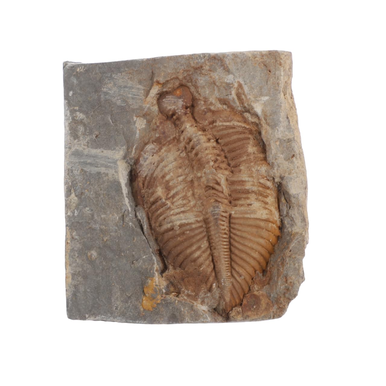 VALICLUD Trilobites naturels - Pierre fossile originale - Véritable pour la collection, l'enseignement et la décoration - Durable et fidèle aux détails pour les projets de biologie géologique