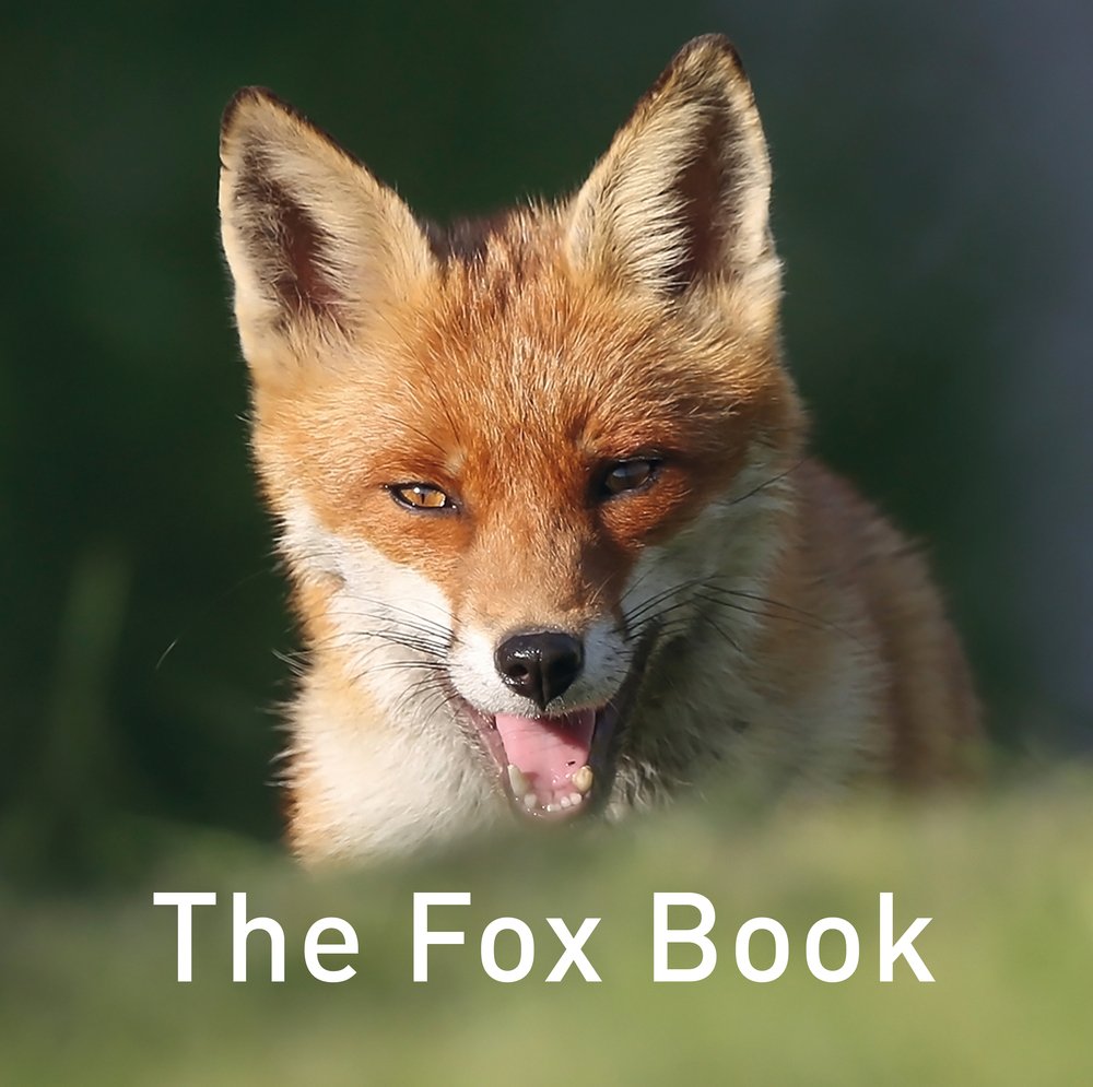 Nature Book Series, The: The Fox Book by Jane Russ HARDBACK 9781910862551