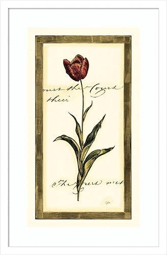 Amanti Art Impresión artística enmarcada para pared, 17 x 25 pulgadas, diseño de tulipán I de Vision Studio, póster enmarcado para decoración de