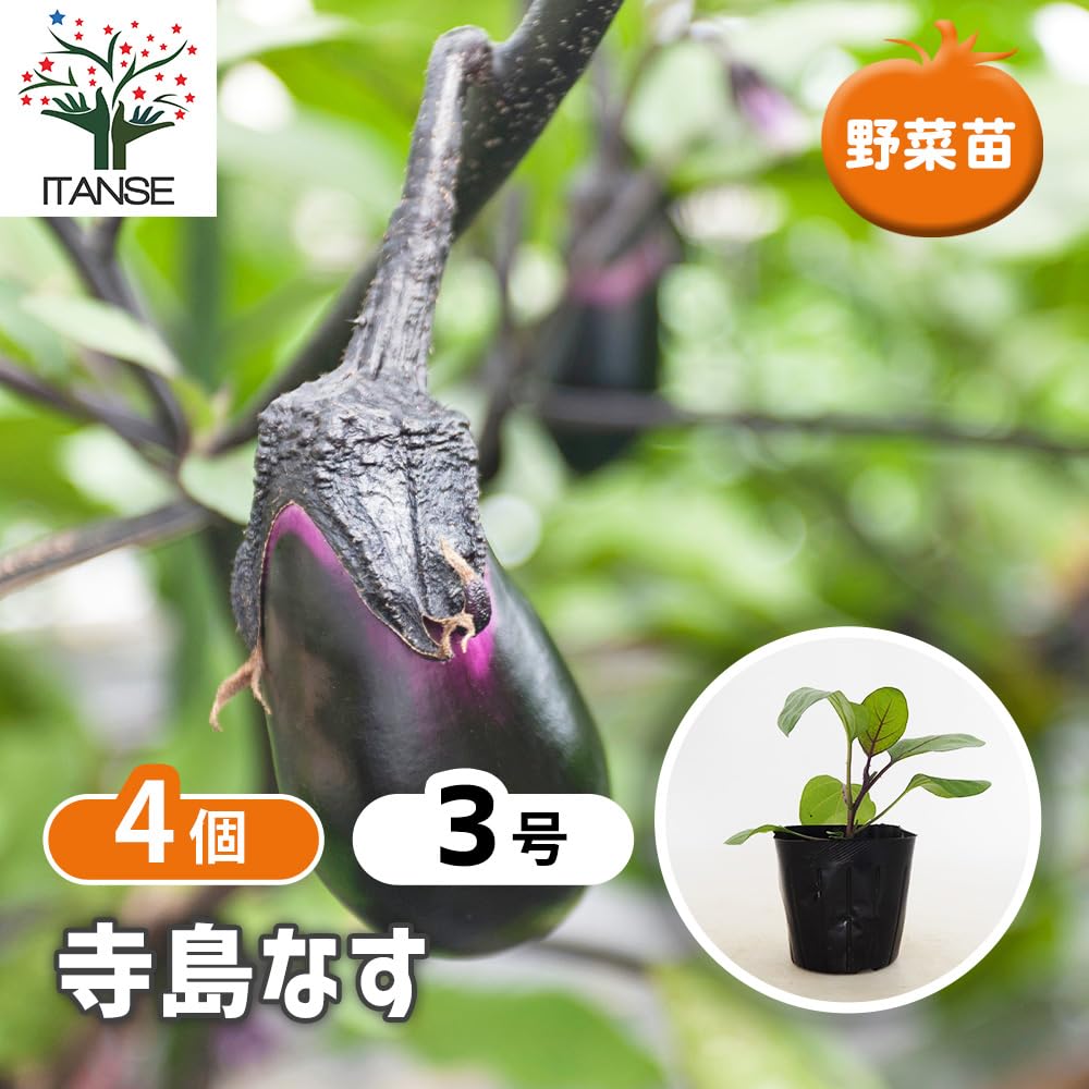 Amazon.co.jp: ITANSE ナス 寺島なす 3号 4個セット 野菜苗 江戸