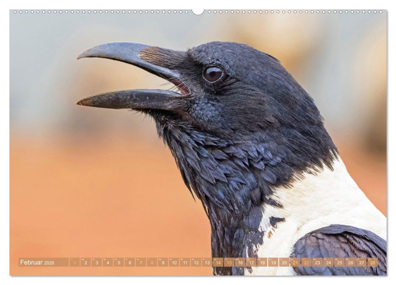 Rabenvögel: Schwarz, schlau, schön (hochwertiger Premium Wandkalender 2026 DIN A2 quer), Kunstdruck in Hochglanz: Rabe, Krähe, Elster: viel schlauer als Ihr Ruf (CALVENDO Tiere)