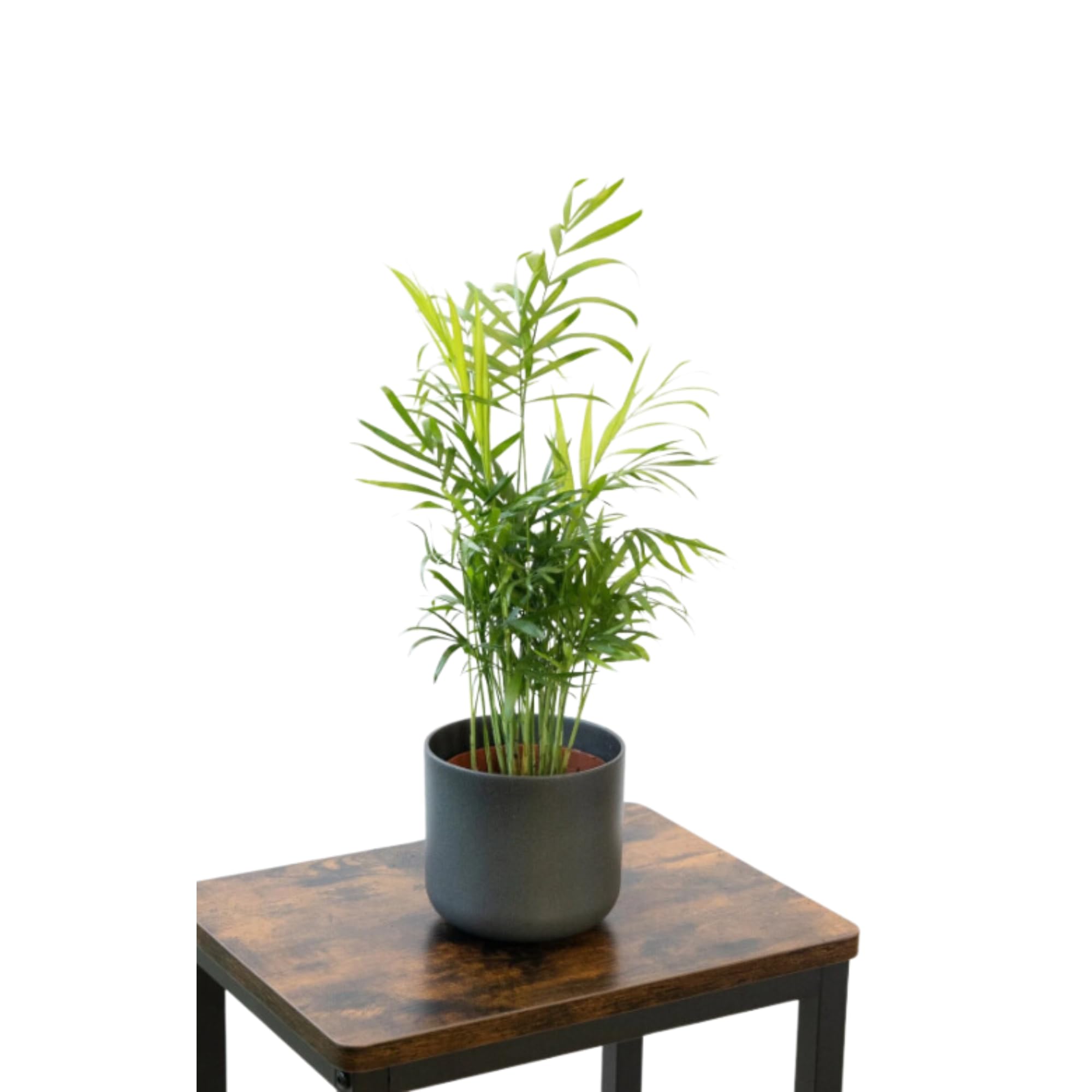 SMPLY. Pack 3 Plantas Naturales de Interior -Filtro Natural de Aire : Croton + Dieffenbachia Camillia + Palmera Areca Ø12 cm Alto 30-40 cm, Decoración del Hogar (No Incluye Maceta de cerámica)