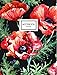 Produktbild Poppies Notebook: Poppy Flowers Notebook, 8.5 x 11