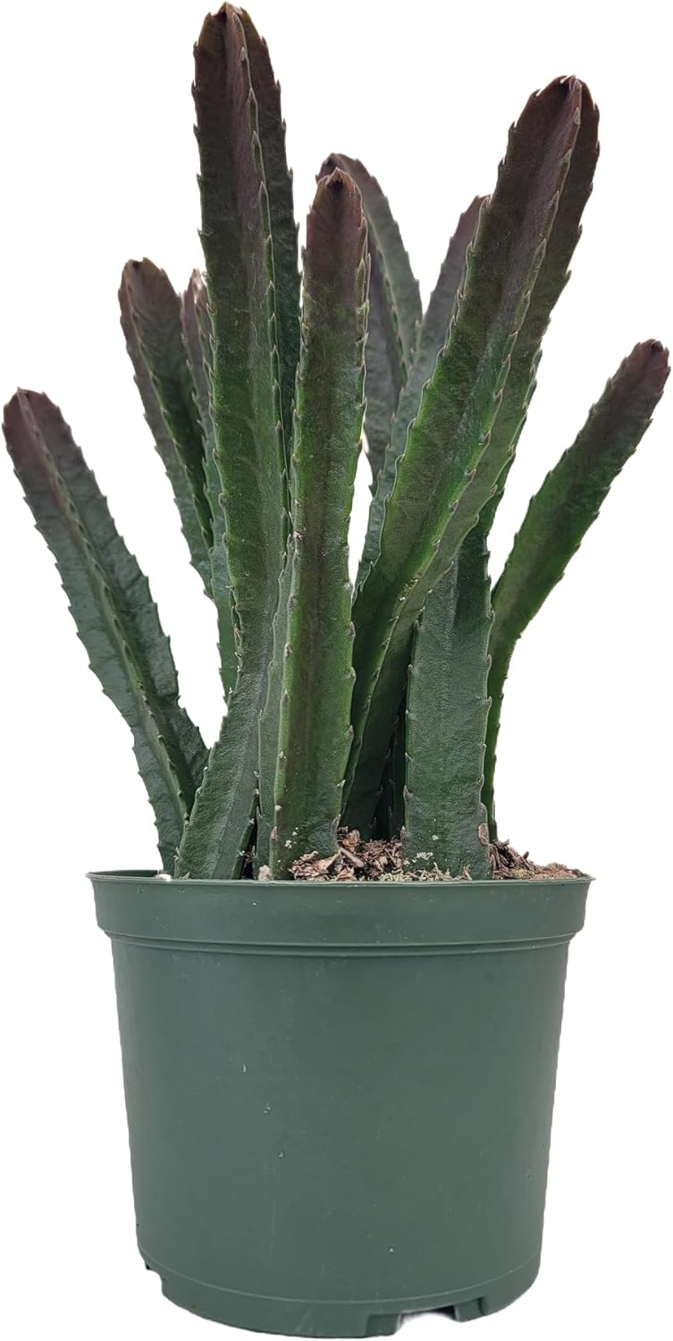 Starfish Cactus with Beautiful Giant Yellow Flowers | Stapelia gigantea | Giant Starfish Plant | Rare Live Plant Huernia | CA Seller (Multiple Big Plants, in a 6" Hanging Pot)