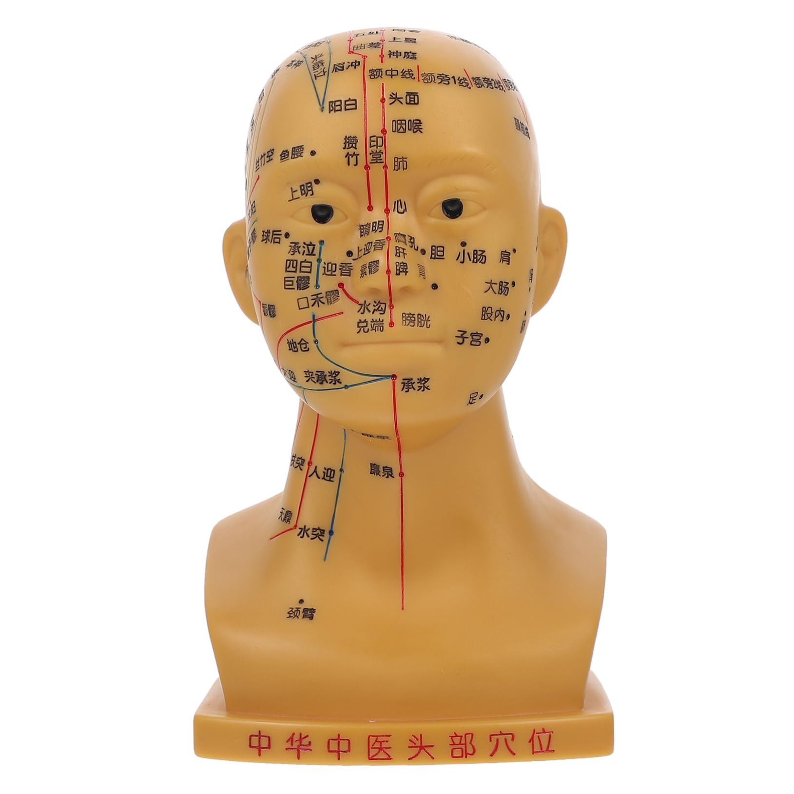 Cabeza de Acupuntura Anatómica 20cm Pvc para Enseñanza