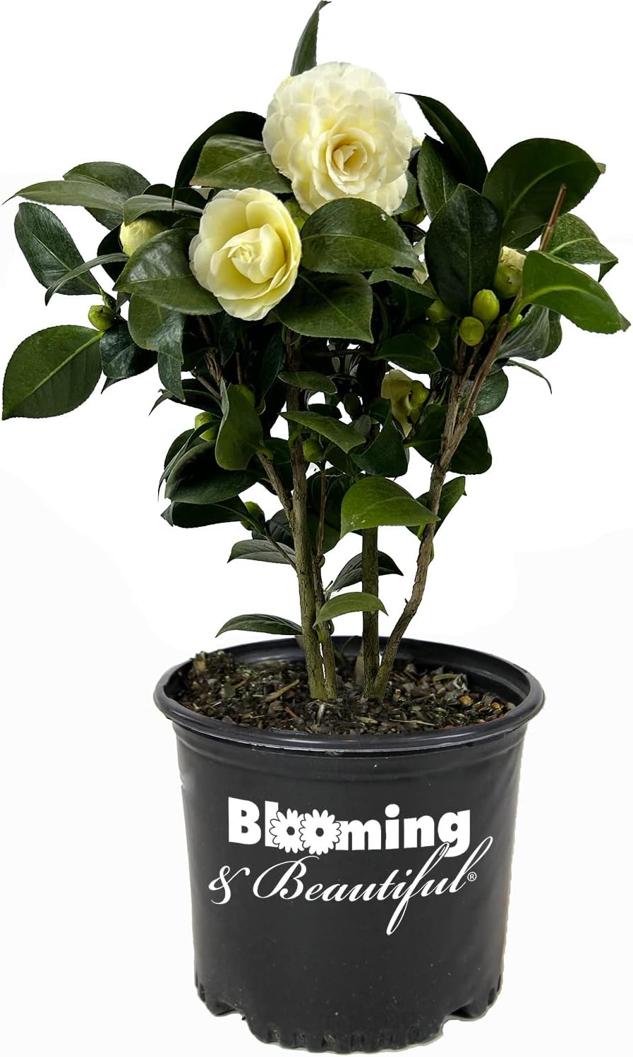Blooming & Beautiful - Lemon Glow Camellia - 3 Gal - Evergreen Shrub - Soft Yellow Creamy Butter Blooms - Winter Spring - Cold Hardy - Zones 6-9 – Camellia Japonica ‘Lemon Glow’ - 3 Gallon Pot