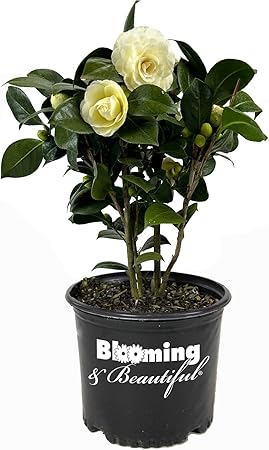 Blooming & Beautiful - Lemon Glow Camellia - 3 Gal