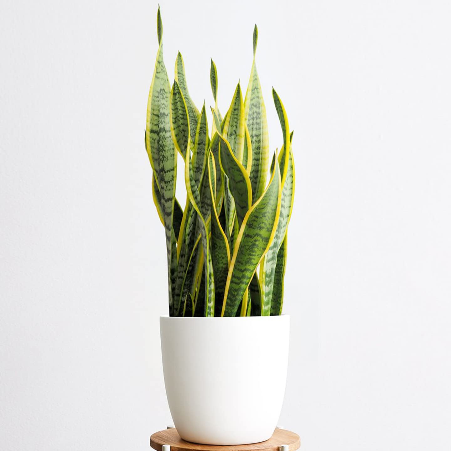 Go4plants Long Sansevieria/Snake Plant/Mother-in-laws with pot (B0BG3F7C8X) Amazon Price History, Amazon Price Tracker