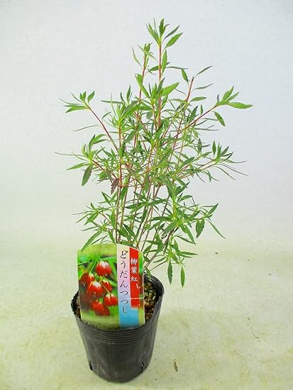 Amazon Co Jp ドウダンツツジ 柳葉紅 苗木 3号ポット 全高 約35 40 Diy 工具 ガーデン