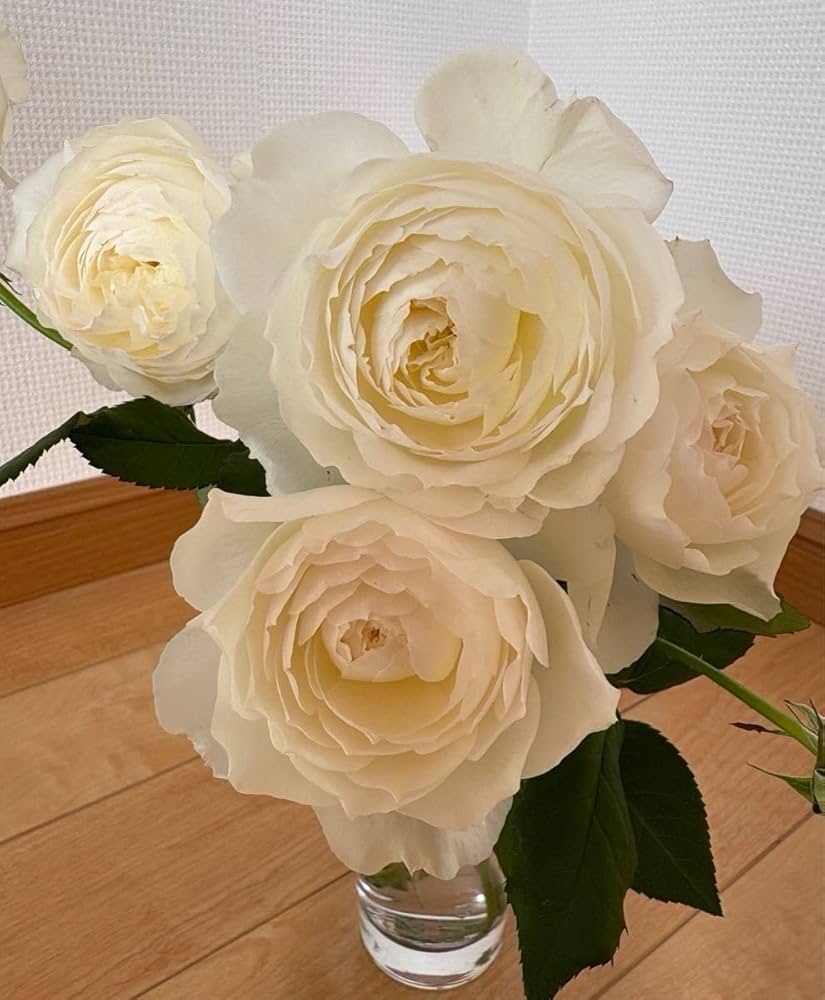 Amazon.co.jp: 薔薇苗 四季咲き 和薔薇 : おもちゃ