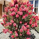 YouGarden Callistemon Bottlebrush Plant, Established 30cm Tall in 2 Litre Pot, Shrub for Patio or Garden, Ready to Plant in the UK, Exotic Outdoor Plants, Bottle Brush