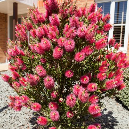 YouGarden Callistemon Bottlebrush Plant Established 30cm Tall in 2 Litre Pot Shrub for Patio or Garden Ready to Plant in the UK Exotic Outdoor Plants Bottle Brush