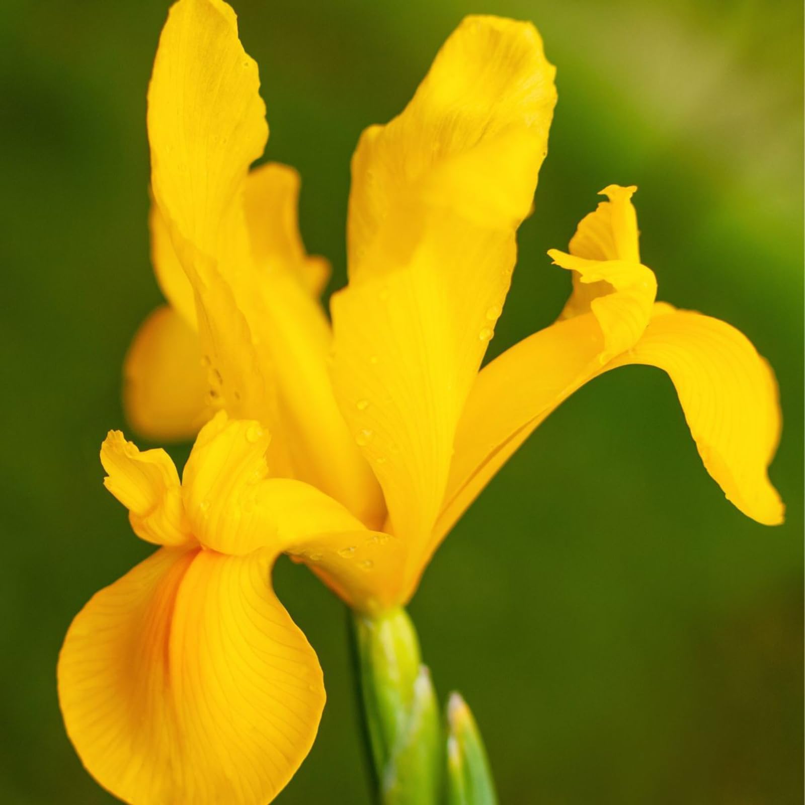 Carbeth Plants - 75 x Iris Yellow Summer Bulbs - Golden Yellow
