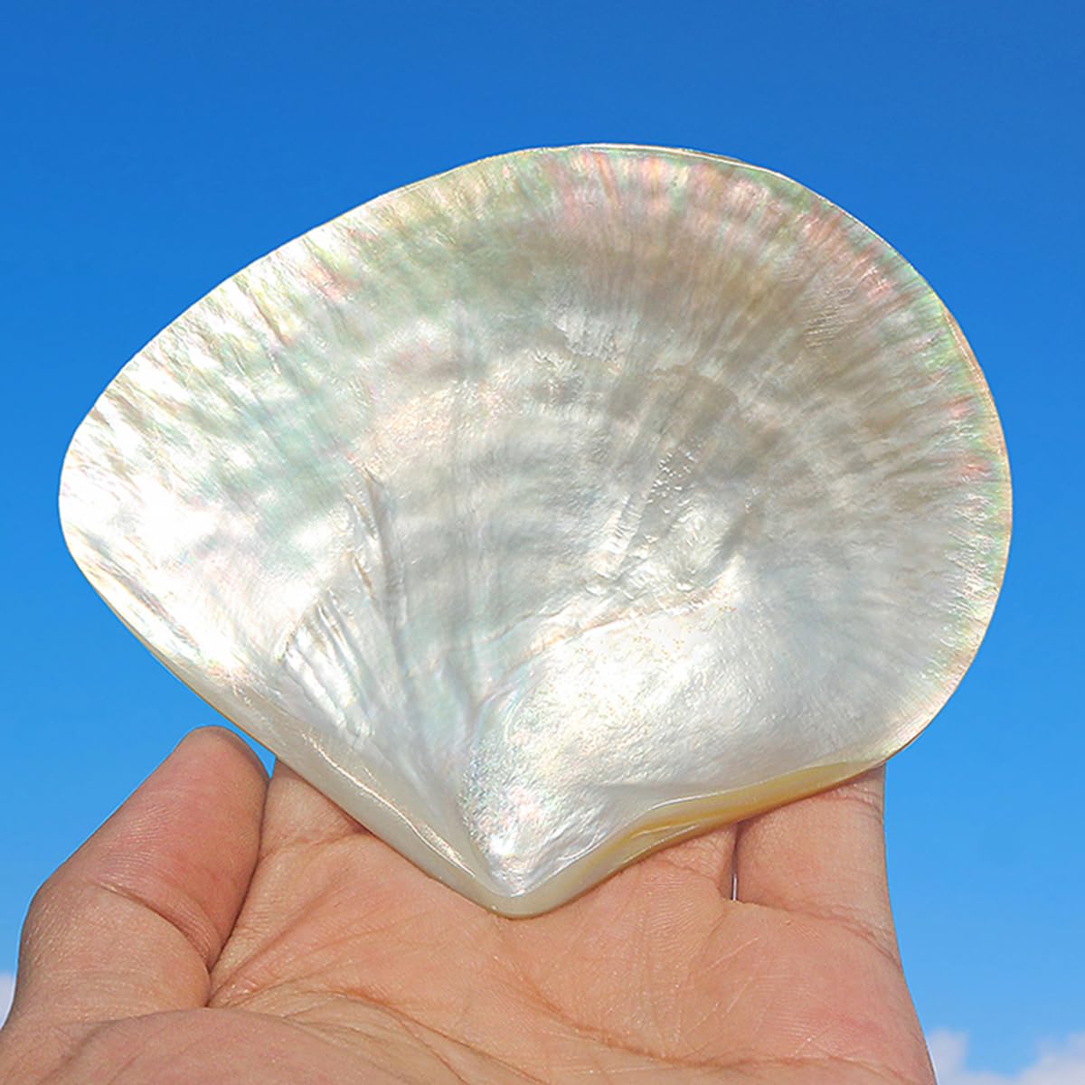 Coquillage, Coquille de mer Rare et réelle, 1 pièce, 9-10Cm, conque, décoration(10cm)
