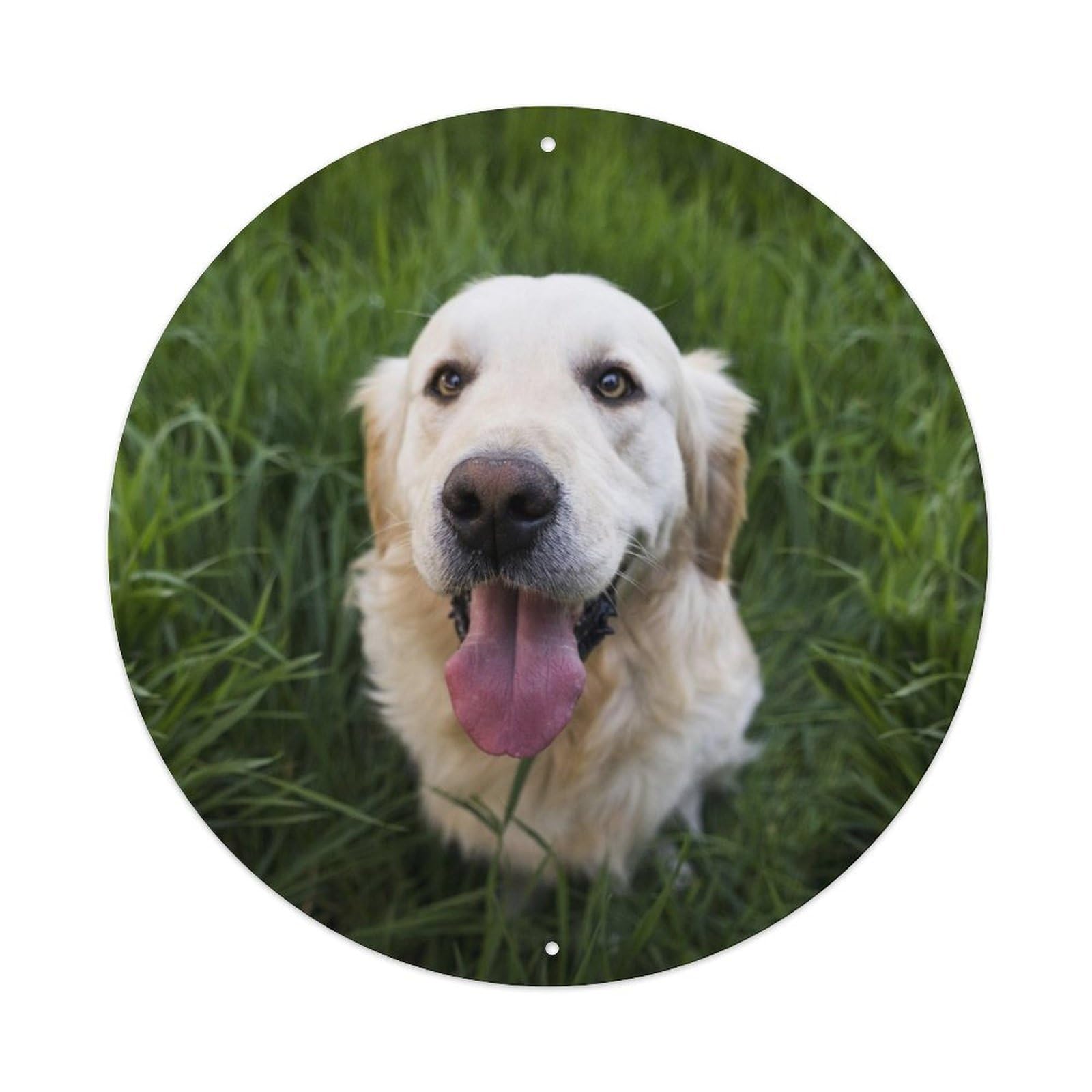 Animal Golden Retriever in Meadow Grass Natural Light Serene Outdoor Scene Vintage Metal Tin Sign Plaque Wall Decor for Cafe, Club Bar, Office, Garden Metal Poster 8x8Inch