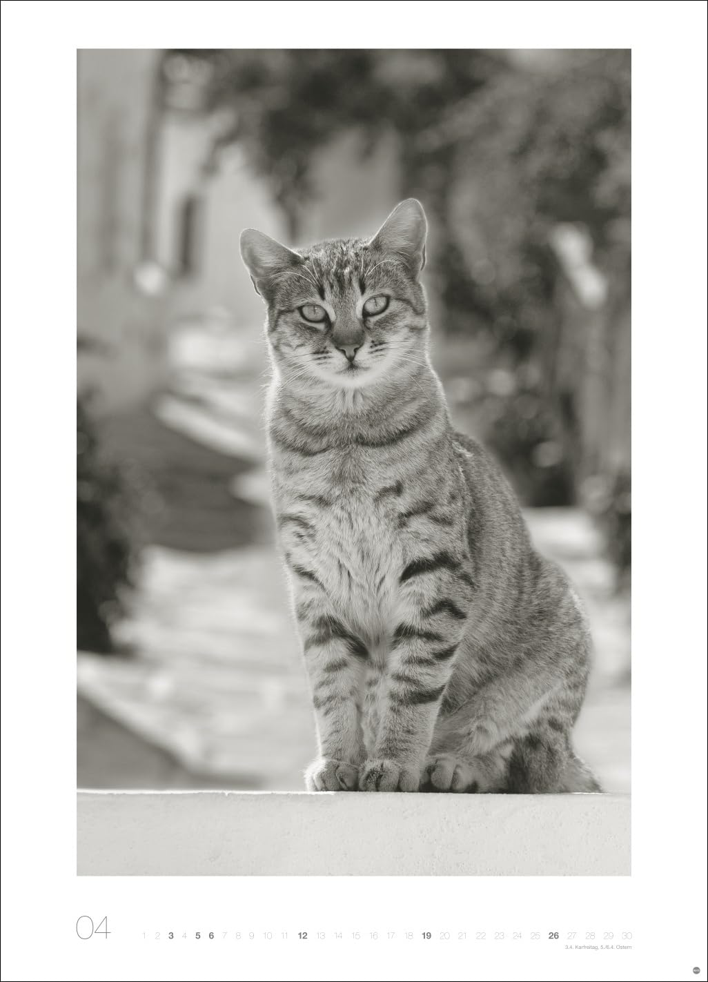 Cats Edition Kalender 2026: Elegante Samtpfoten in schwarz-weiß in einem XXL-Kalender. Tierkalender 2026 im Großformat. Hochwertiger großer Fotokalender für Katzenfans.