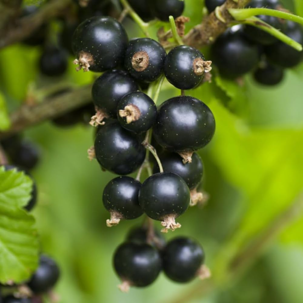 Black Currant Bush Live Plant Well Rooted 5-9 Inc Tall, Black Currant Berry Plant Live, Currant Tree, 1 Year Bare Root