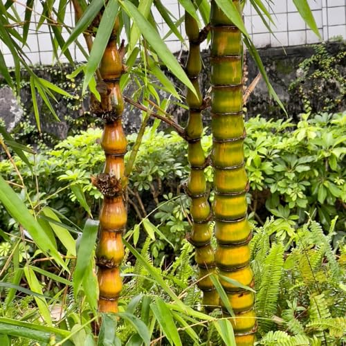 bambú - Adornos de jardín poco comunes exteriores resistentes en de interior purificadoras aire en exterior, balcón oficina hoja 280semillas