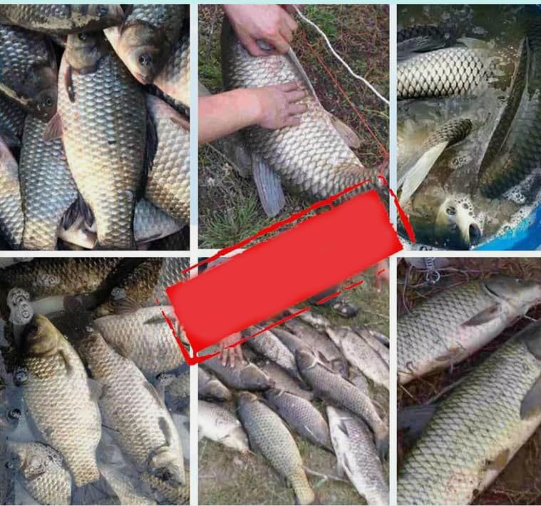 KTGCOZS Pack of 120 Catfish Bait, Powerbait Natural Bait Scent Fish Attractants