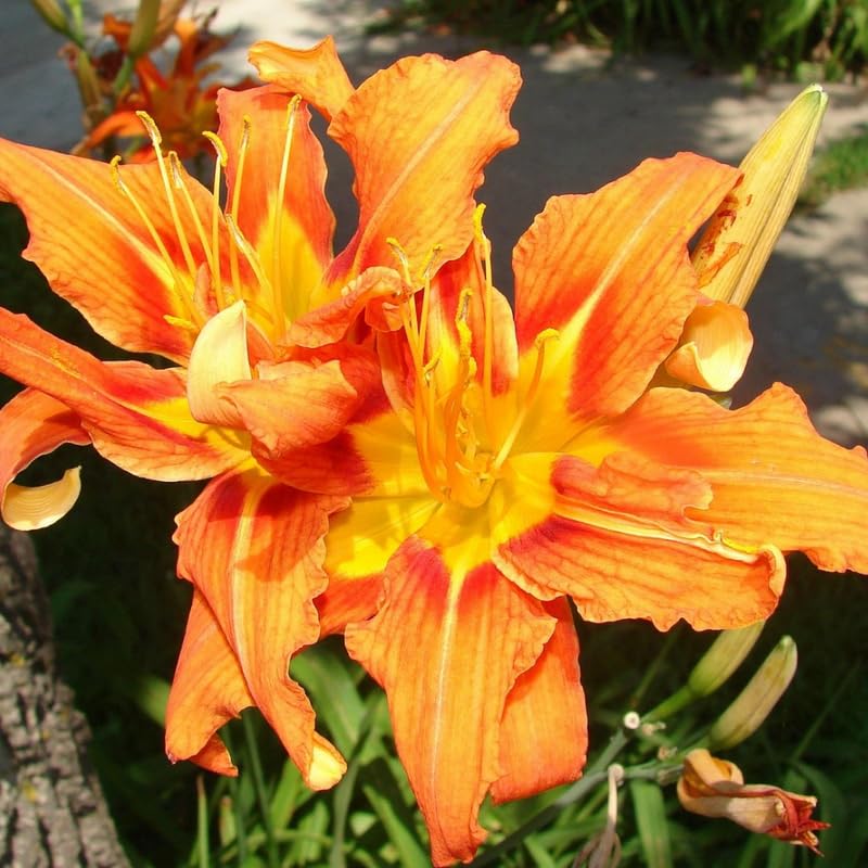Ella's Homes Double Orange Daylily 10-Pack