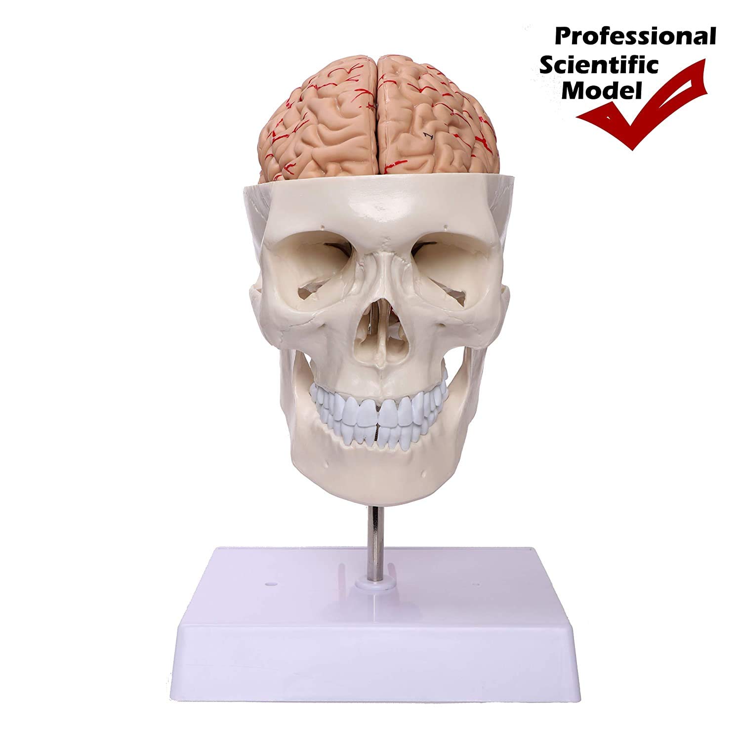 Modelo en tamaño cráneo Humano con la vértebra Cervical, Cerebro, desprendible El casquete del Grado Profesional Cráneo anatómico Manual para la Educación Científica (Incluido)