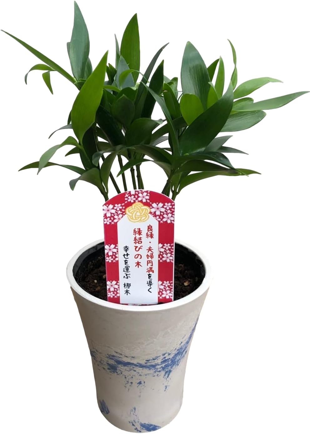 幸せを呼ぶ観葉植物梛 ご神木 日本古来の木 良縁 夫婦円満 神の宿る木 新婚祝い 結婚記念日 誕生日 敬老の日 母の日 父の日 バレンタイン ホワイトデー クリスマス ギフト 観葉植物 ナギの木 1鉢 Faz Co Zm