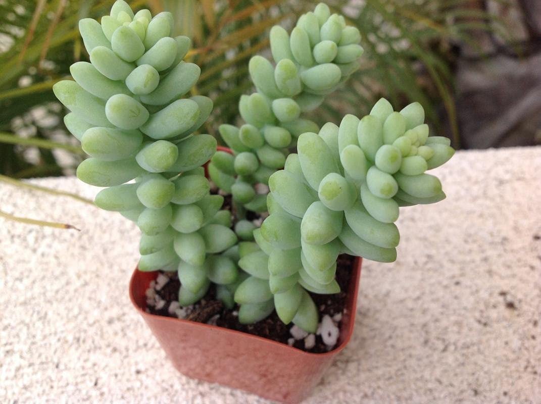 See full amazon price history chart for Decoreen Flora Succulent Live Plant Donkeys tail/Burros-tail Decoreen Flora Succulent Live Plant Donkeys tail/Burros-tail (B0CSSLGHCD) Amazon Price History, Amazon Price Tracker